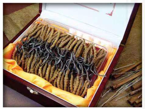 都兰冬虫夏草回收